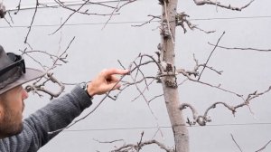 Демонстрационная обрезка взрослых яблонь в интенсивном саду (Канада)