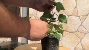 Семена бонсай это миф или реальность? Береза бонсай. Bonsai from Seed