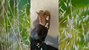 Роды улитки, или как ахатины откладывают яйца