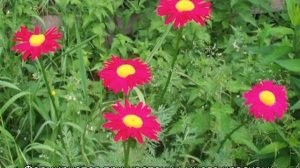 Что такое пиретрум