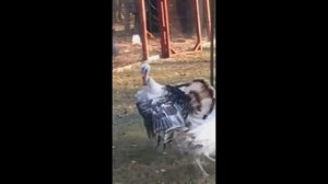 Прикол - Индюк танцует - индюшка вскружила голову (Turkey joke)