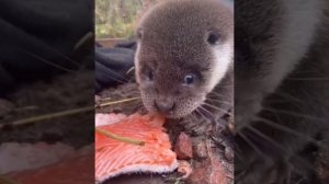 Выдра кушает рыбку\Otter eats a fish