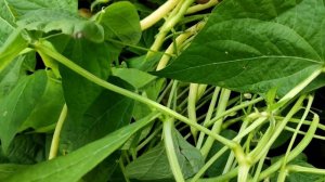 Спаржевая фасоль за 60 дней. Полезный диетический продукт.