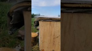 Паровая воскотопка своими руками