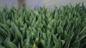 Выгонка тюльпанов к 8 марта ( 21 февраля 2024)