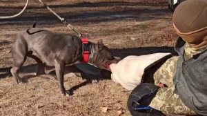 Немецкая овчарка, питбуль, стаф, ВЕО. В гостях у военных.