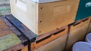 Ульи ппу и  кочевое пчеловодство.