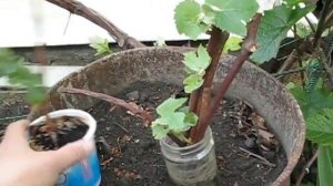 Размножаем виноград черенками