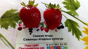 Ремонтантный сорт клубника Маджестик медио Ферма "Омская Ягода"