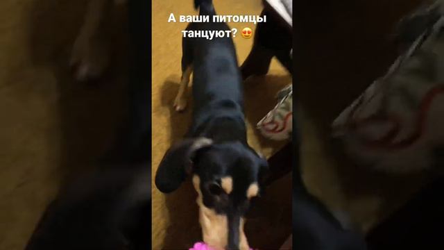 Такса гарцует, как лошадка🥰