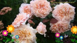 Роза кустовая Фестиваль де Жардин де Шомон. Краткий обзор, описание Festival des Jardins de Chaumon