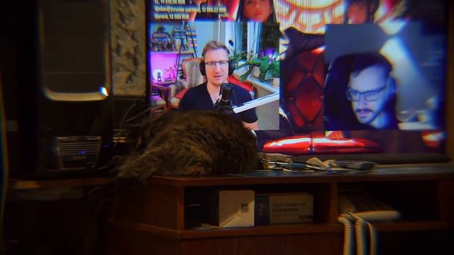 Кошка Соня лежит, спит и отдыхает на столе моего рабочего кабинета перед 43 дюймовым 4k-монитором смотреть онлайн