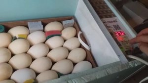 Инкубация яйцо гуся // инкубатор блиц норма