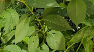 Цветение роз. ЛУЧШИЕ СОРТА. Наш цветущий сад в сентябре. Покупка новых растений. ВЛОГ.