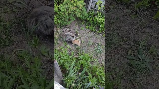 Родители учат детей папа кот мама кошка и котята ? cats and kittens смотреть онлайн