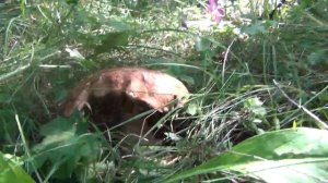 Осенние грибы начинают ПРОСЫПАТЬСЯ.Сбор грибов в Калужской области.Грибы в Августе.