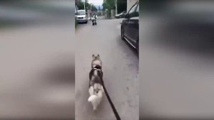 Подборка веселых видео