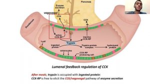 Pancreatic Secretion I Abdulrahman Alabyad I GIT 113 PAL review session