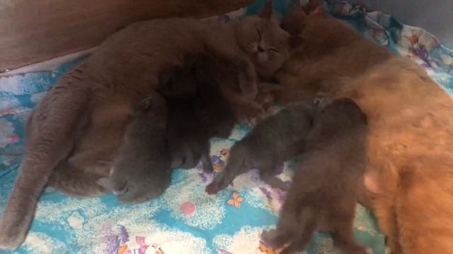 Две кошки нянчатся с котятами смотреть онлайн