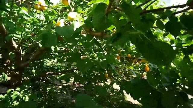 #25.Абрикос выращенный из косточки 6й год смотреть онлайн