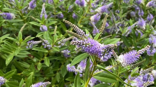 Longleaf Speedwell | Veronica longifolia | Free Footage for MOAH Members смотреть онлайн