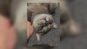 ПИКА - КМОН 1 ЧАС РАСШИРЕННАЯ ВЕРСИЯ