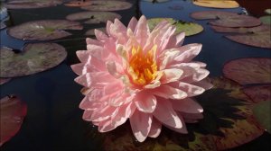 Нимфея Awesome (Удивительная) кувшинка, waterlily, водные растения, пруд