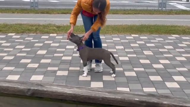 Подготовка к выставке амстаффа 🐕 смотреть онлайн