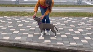 Подготовка к выставке амстаффа 🐕