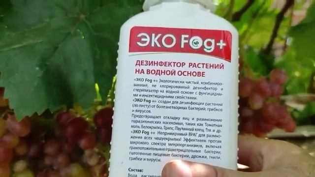 Виноград Подарок Никополю селекция Писанки Олега на 07.08.21 смотреть онлайн