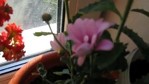 Цветы . Какие домашние красивые цветы . Цветущий подоконник . Как ухаживать за цветами . Растения