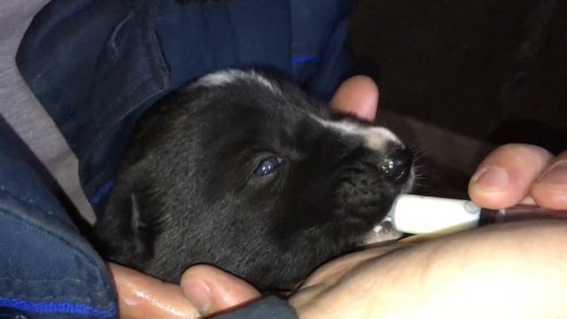 Прикорм щенков козьим молоком. смотреть онлайн