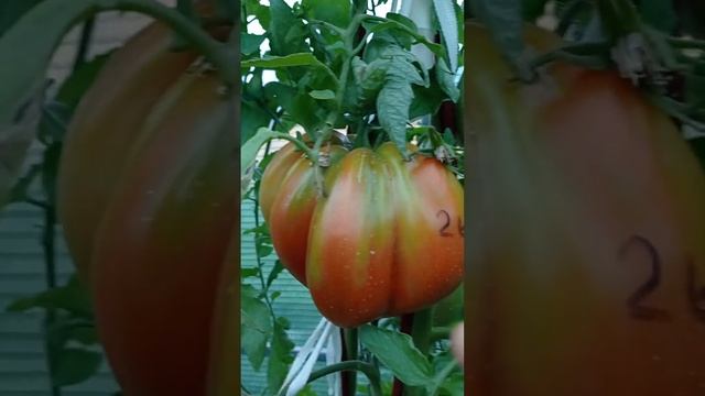 Томат Красное масляное сердце смотреть онлайн