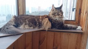 Кот 🐱 релакс