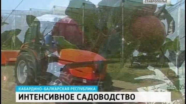 Яблоки по итальянской технологии будут выращивать в КБР