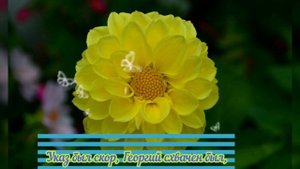 Легенда о Георгине! Красивые цветы, музыка и стихи