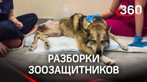 Зоозащитники «воюют» между собой за раненного пса