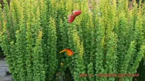 Барбарис тунберга Эректа (berberis thunbergii erecta) ? обзор: как сажать, саженцы барбариса Эректа