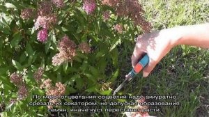 Правила обрезки сортов спиреи, цветущих летом