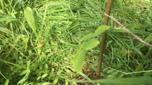 Ланкастерский орех. Первый год после посадки.