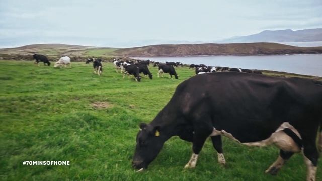 70 minutes of cows ? in Co. Kerry, Ireland ?? Slow TV - Relaxation for expats and farmers смотреть онлайн