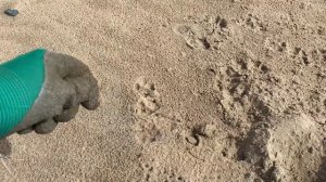 Золото не только под ногами, но и вокруг! Пляжный поиск сокровищ на острове с Deus 2