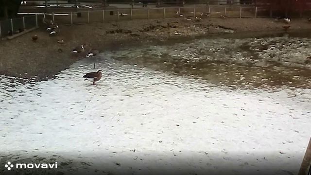 Влог / Московский зоопарк. Гуси / 8.04.22 год