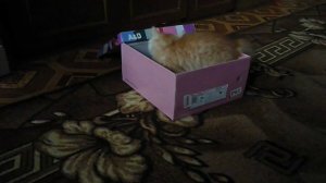 кот и коробка2