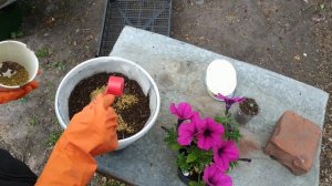 Как в домашних условиях сделать землю для цветов / грунт для петуний