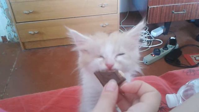 Котенок ест шоколадку смотреть онлайн