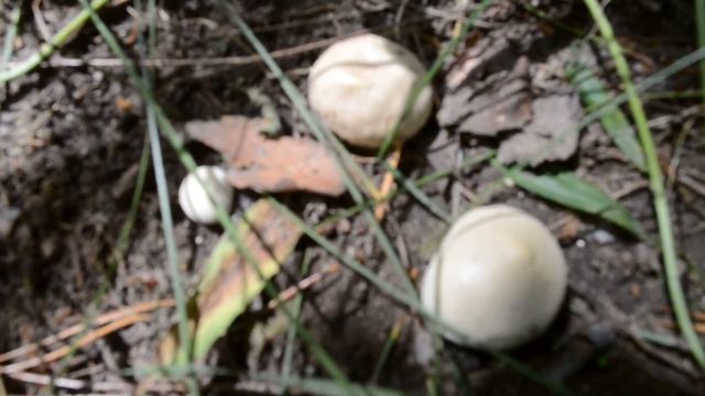 ФУТАЖ Грибы в лесу смотреть онлайн