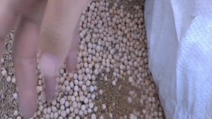 Сидераты посев и мысли о сидератах...