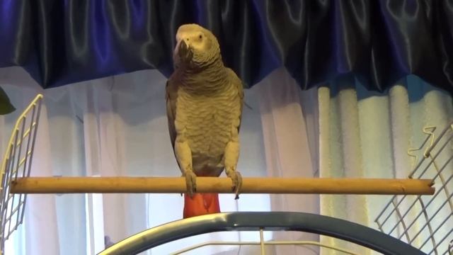 Как выглядит прирученный дикарь попугай Жако.