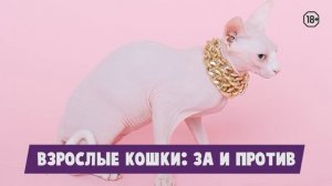 Кого завести: котенка или взрослое животное?